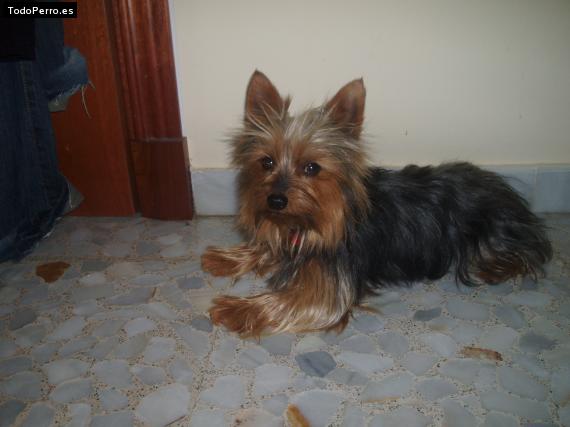 La foto del perro