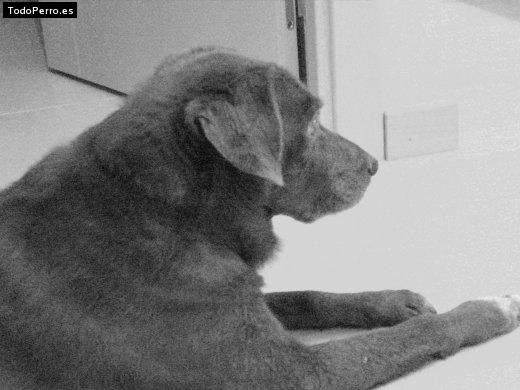 La foto del perro