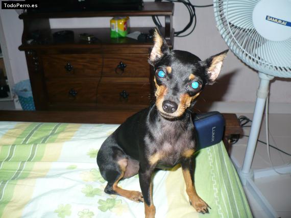 La foto del perro