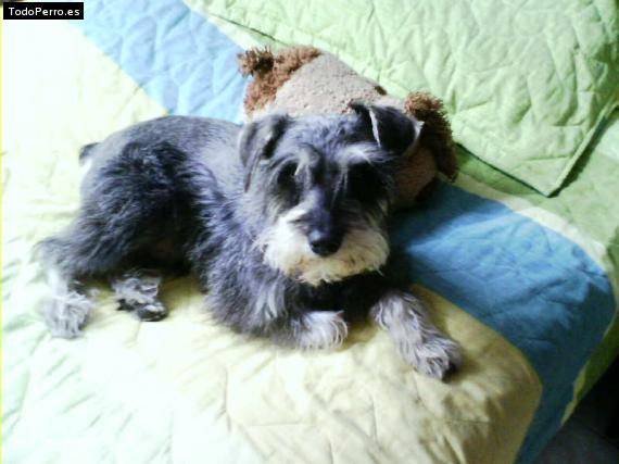 La foto del perro