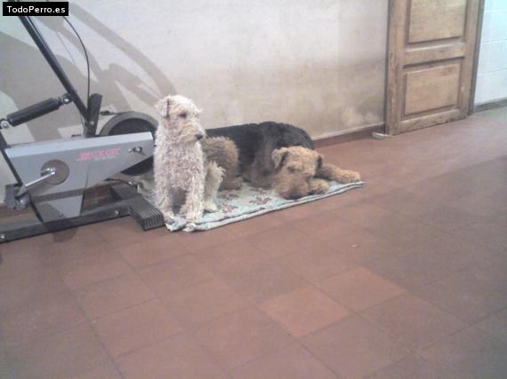La foto del perro