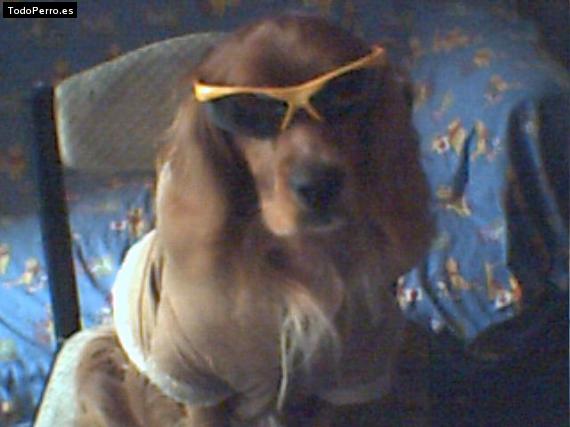 La foto del perro