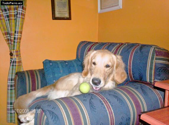 La foto del perro