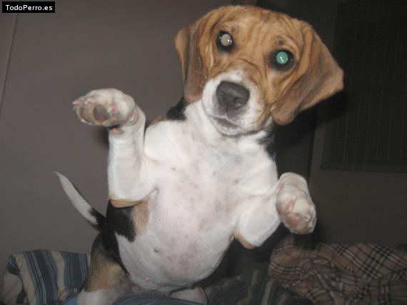 La foto del perro