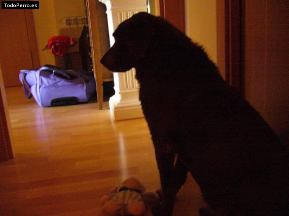 La foto del perro