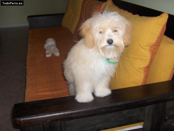 La foto del perro