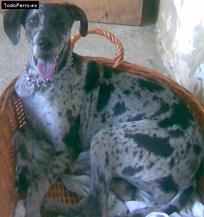 La foto del perro