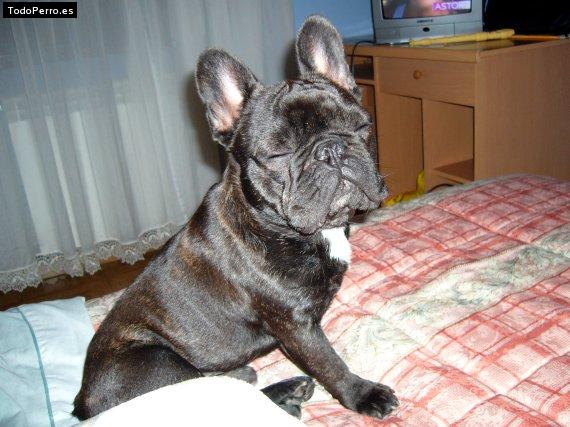 La foto del perro