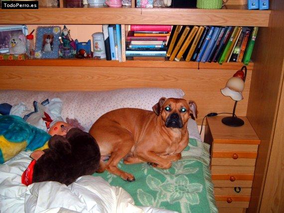 La foto del perro