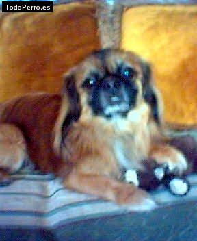 La foto del perro