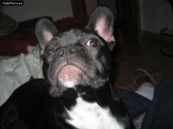 La foto del perro