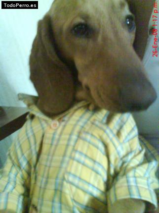 La foto del perro