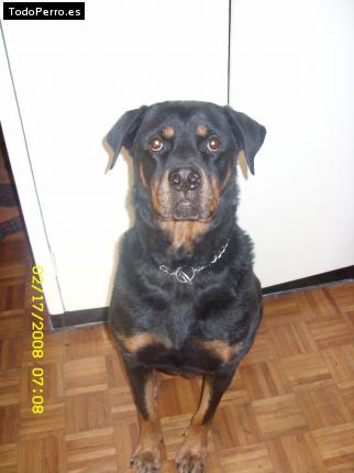 La foto del perro