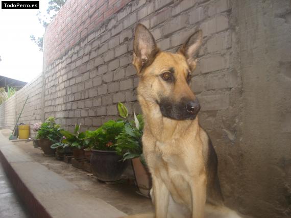 La foto del perro