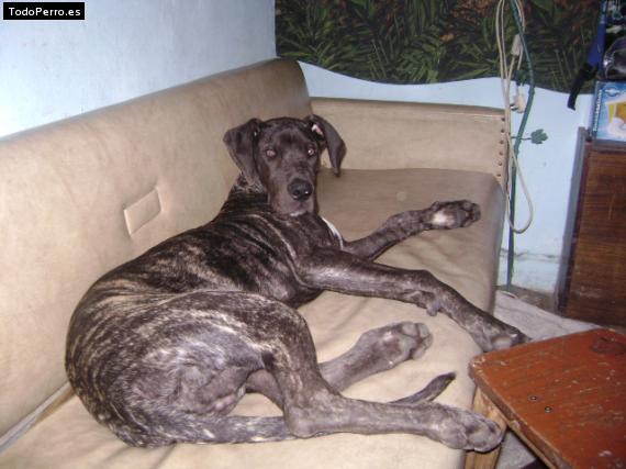 La foto del perro