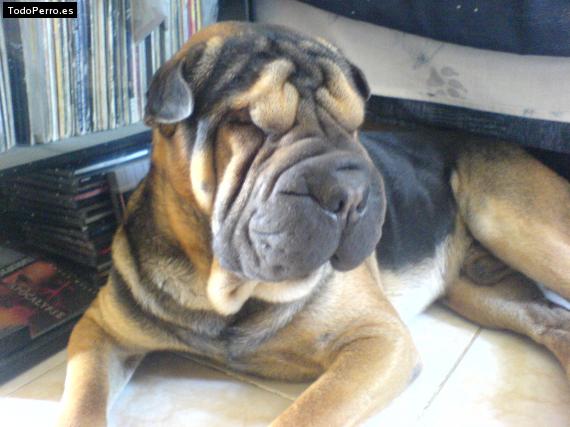 La foto del perro