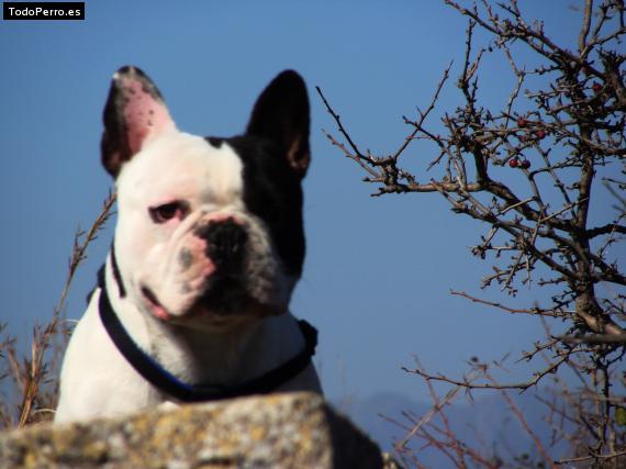 La foto del perro