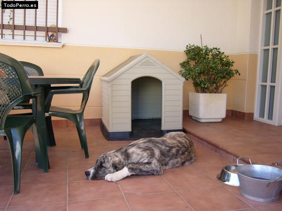 La foto del perro