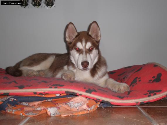 La foto del perro