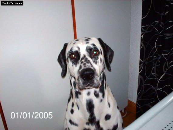 La foto del perro