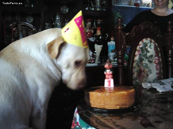 La foto del perro