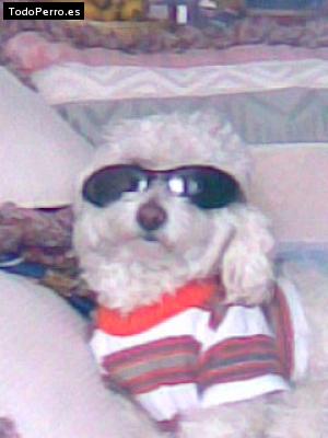 La foto del perro