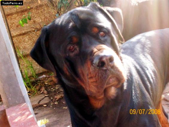 La foto del perro