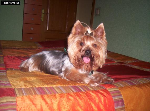 La foto del perro