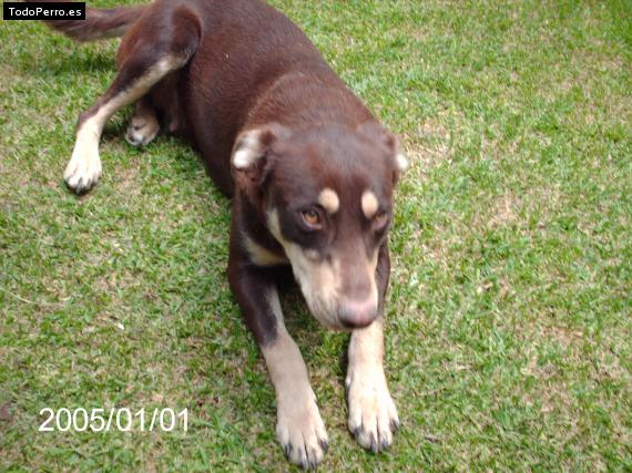 La foto del perro