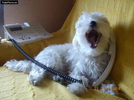 La foto del perro