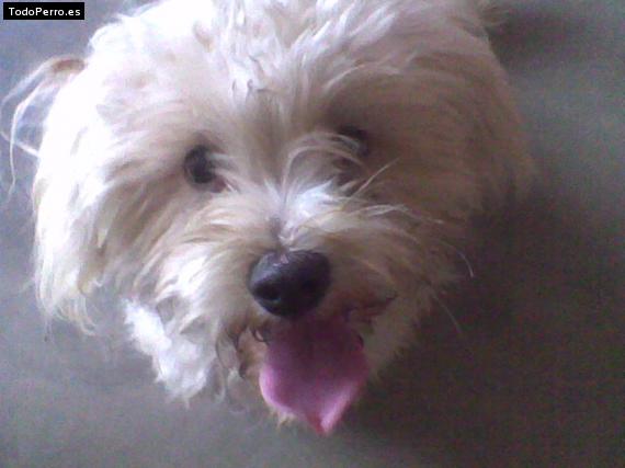 La foto del perro