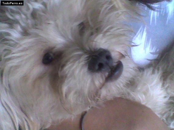 La foto del perro