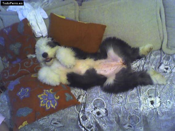 La foto del perro
