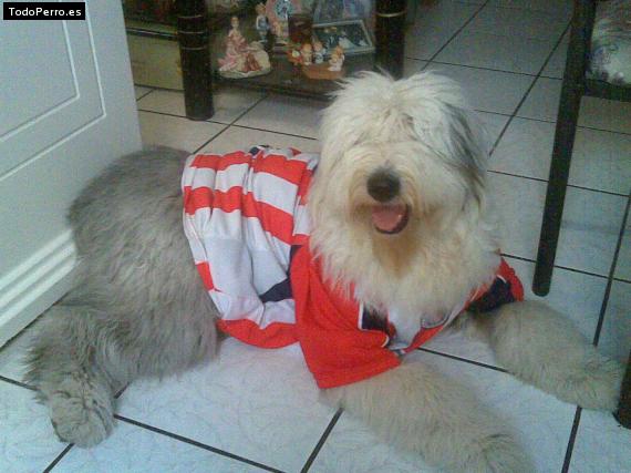 La foto del perro