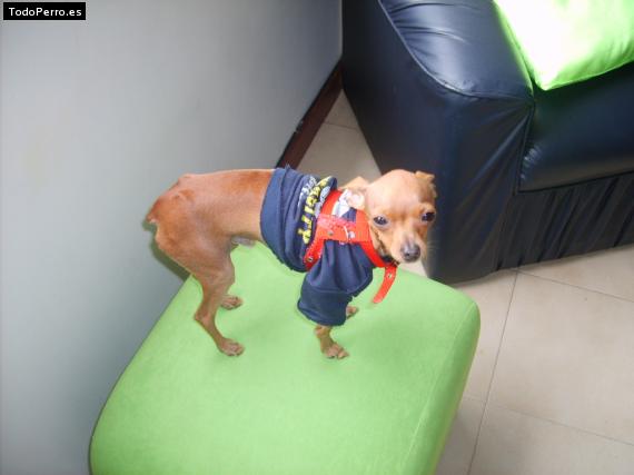 La foto del perro