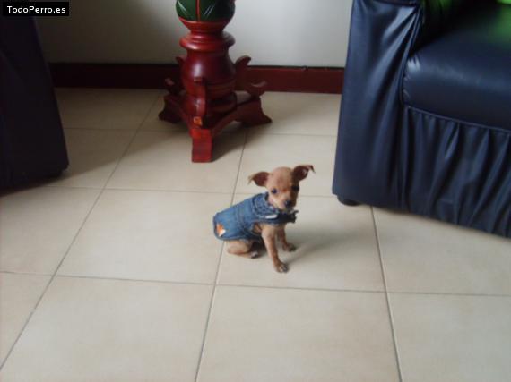 La foto del perro