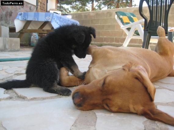 La foto del perro