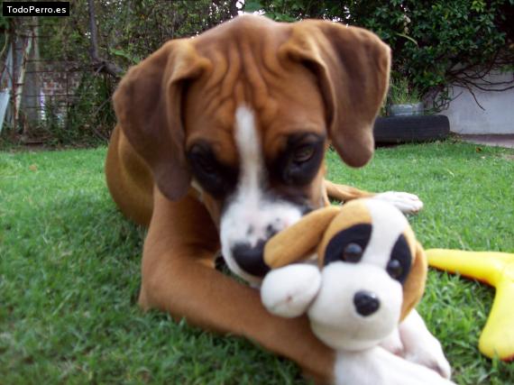 La foto del perro