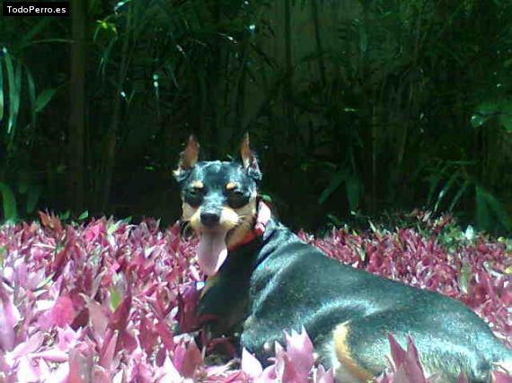 La foto del perro