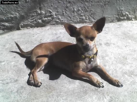 La foto del perro