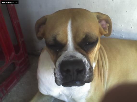 Foto del perro Sabrina