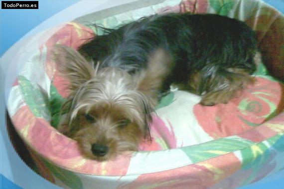 La foto del perro