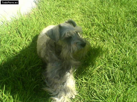 La foto del perro
