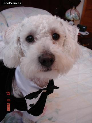 La foto del perro