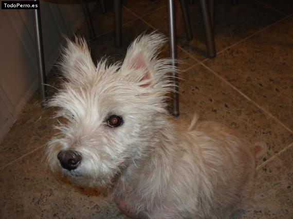 Foto del perro Reina