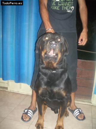 La foto del perro