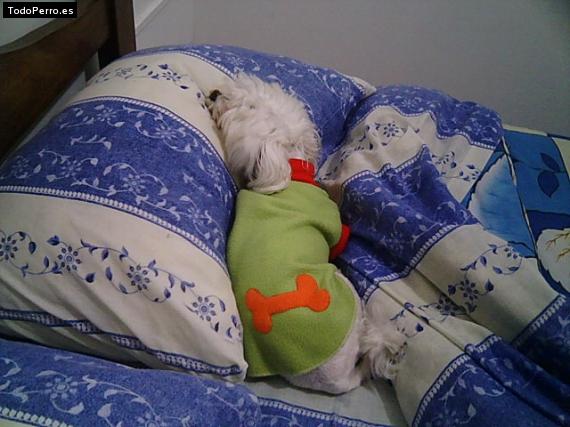 La foto del perro