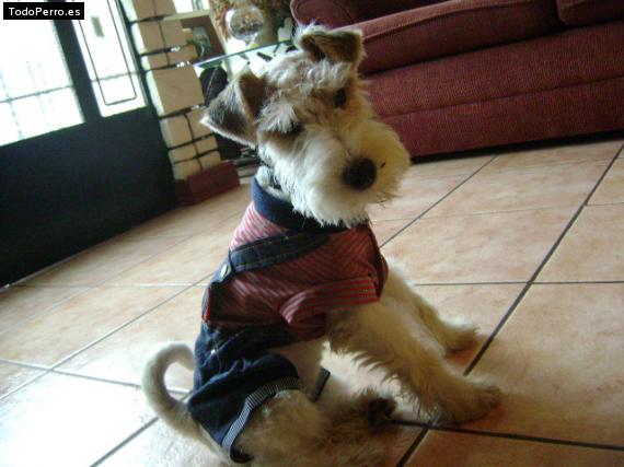 La foto del perro