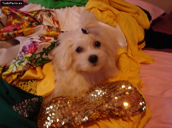 La foto del perro