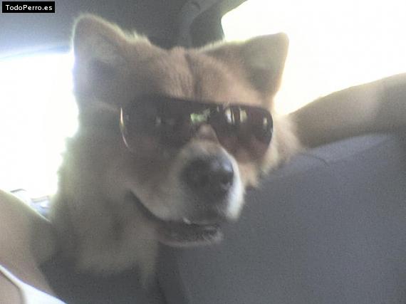 La foto del perro